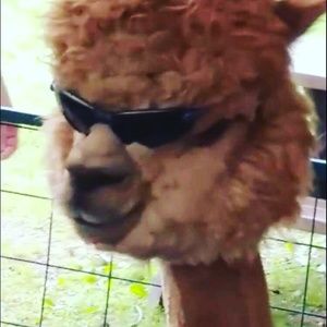 Meet your Posher, Chad